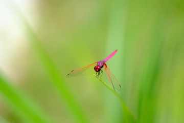 Dragonfly holding on leaf with bokeh of sunlight  backgrounds
