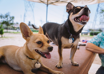 Chihuahua mix dogs at the park