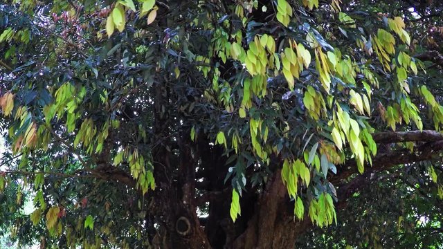 Healthy, Mature Sri Lankan Ironwood Tree with Colorful Leaves