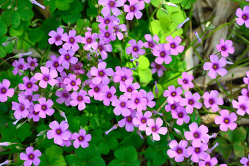 Obraz premium イモカタバミ（jointed woodsorrel, pink sorrel) の花