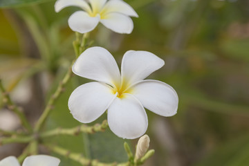 Obraz na płótnie Canvas Plumeria Flower or Jampa or Lilawadee