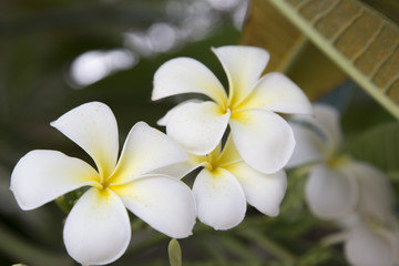 Fototapeta na wymiar Plumeria Flower or Jampa or Lilawadee