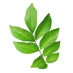 branch of wet green tea leaves isolated on white