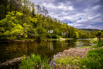 Obraz premium Trees plants on river on cloud spring day