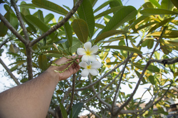 Plumeria Flower or Jampa or Lilawadee