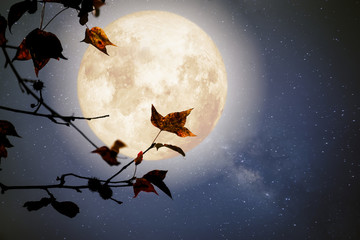 Mooie herfstfantasie - esdoorn in herfstseizoen en volle maan met melkwegster op de achtergrond van de nachthemel. Kunstwerk in retrostijl met vintage kleurtoon