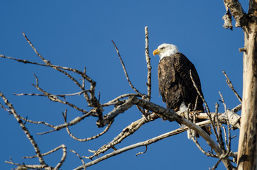 Bald Eagle Perched High in the Winter Tree