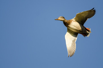 Lone Mallard Duck Flying in a Blue Sky