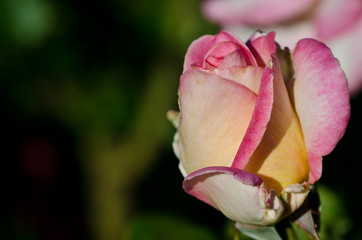 Nature Abstract: Lost in the Gentle Folds of the Delicate Rose