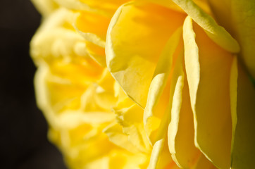 Fototapeta premium Lost in the Gentle Folds of the Delicate Yellow Rose