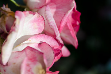 Nature Abstract: Lost in the Gentle Folds of the Delicate Rose