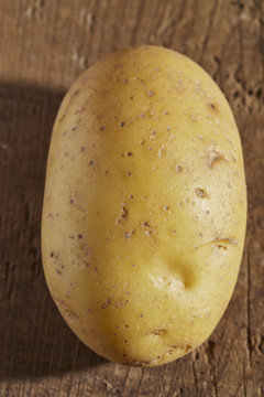 a fresh, raw Yukon Gold potato