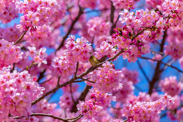 The Japanese White-eye and cherry blossoms. Located in Tokyo Prefecture Japan.