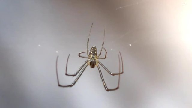 Closeup of a Spider Suspended on his Web. FullHD video