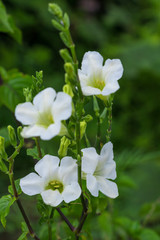 Obraz na płótnie Canvas Natural white flowers