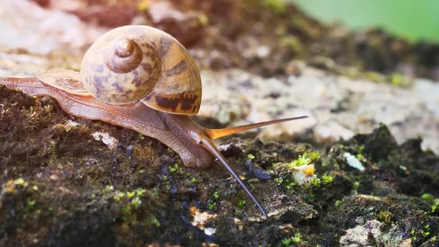 Garden Snail in its Natural Habitat. FullHD video