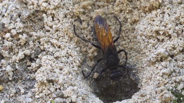 Tarantula Hawk Cleaning Sand from a Burrow. FullHD video