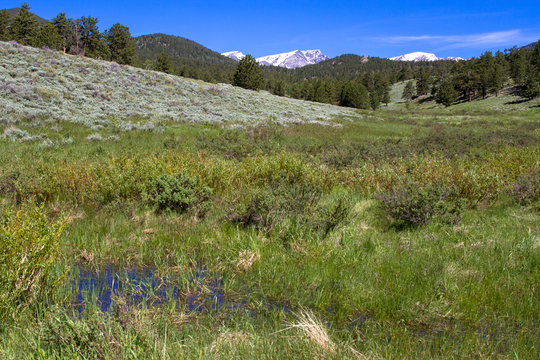 Marsh in Upper Beaver Meadows with Long's Peak in background in Rocky Mountain National Park in Colorado