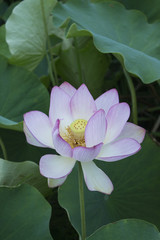 Beautiful lotus flower