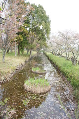 堀に散る桜花