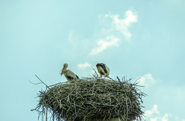 Storks in their nest on the old chimney. 