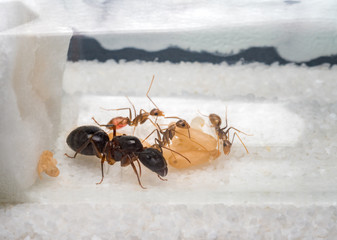 Super close-up image of workers ants (Camponotus Sp.) taking care of the queen ant, eggs, larva and pupae in test tube