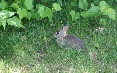 Naklejka na ściany i meble gray rabbit on the meadow in backyard