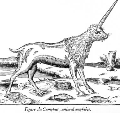 Fototapeta Folklore - Unicorns. Date: circa 1570
