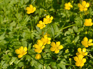 Fototapete bei efototapeten.de bestellen   