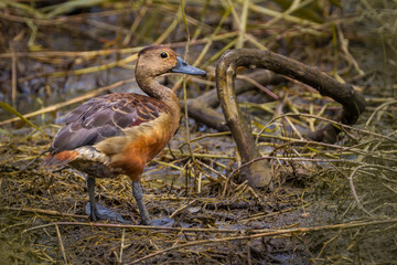 Close up of Lesser whistling duck(Dendrocygna javanica) in real nature