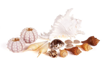 Seashells Isolated With Paths