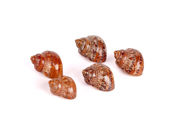 Seashells Isolated With Paths