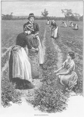 Farm Girls Harvesting. Date: 1893