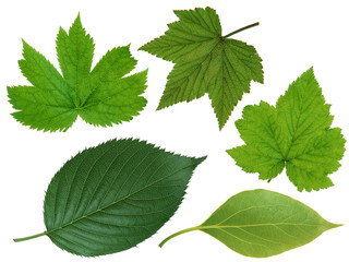 Leaves on white background