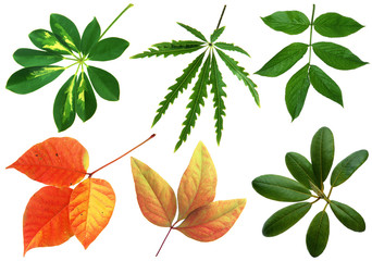 Leaves on white background