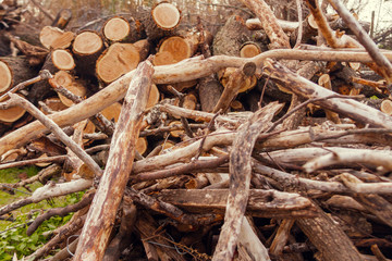 Close-up of pile of dry branches with logs behind
