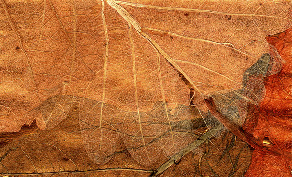 Orange Leaf Texture Collage