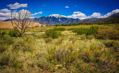 American Plains