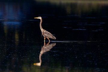 Heron Reflection