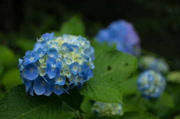 Hydrangea