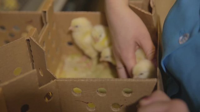 chickens at the poultry farm