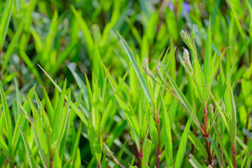 green leaf for backdrop background use selective focus