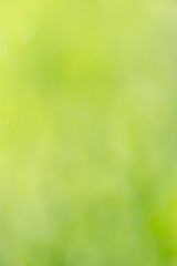 Beautiful green bokeh nature as background.