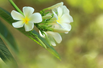 White plumeria close up