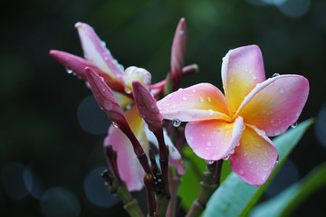 Pink plumeria close up