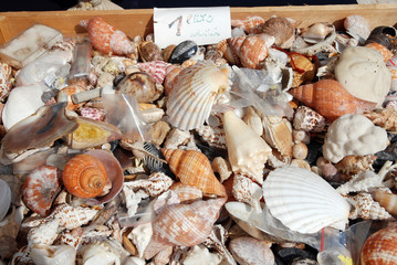 Etal de coquillages au marche de Saint-Raphaël