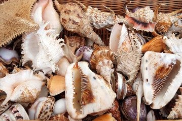 Etal de coquillages au marche de Saint-Raphaël