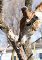 Giraffe is fed by people in the zoo