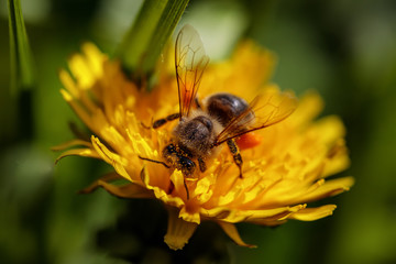 Bee on a yellow dandelion  flower collecting pollen and gathering nectar to produce honey in the hive
