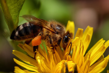 Bee on a yellow dandelion  flower collecting pollen and gathering nectar to produce honey in the hive